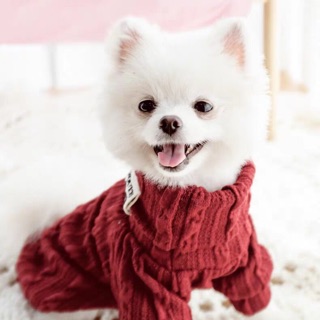 ÁO LEN CỔ LỌ DÀNH CHO CHÓ MÈO [QUẦN ÁO THÚ CƯNG]