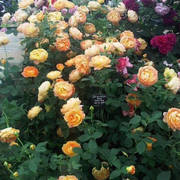 cây giống hoa hồng leo pháp, có 20 mặt hoa mixx màu + Tặng 01 cây dâu da đất( bòn bon)