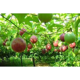 #Hạt_Giống_Chanh_Leo_Tím F1