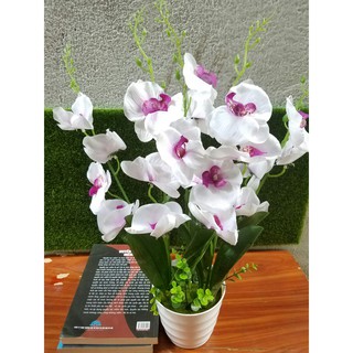 Chậu hoa lan trang trí