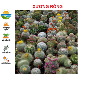 Hạt giống cây xương rồng mix 20 hạt