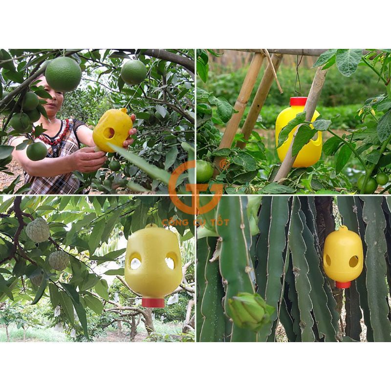 BẪY DỤ RUỒI VÀNG ĐỤC TRÁI