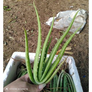 nha đam mỹ cây đang trưởng thành