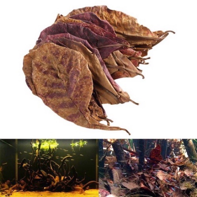 Lá Bàng Khô Dưỡng cá 20 lá