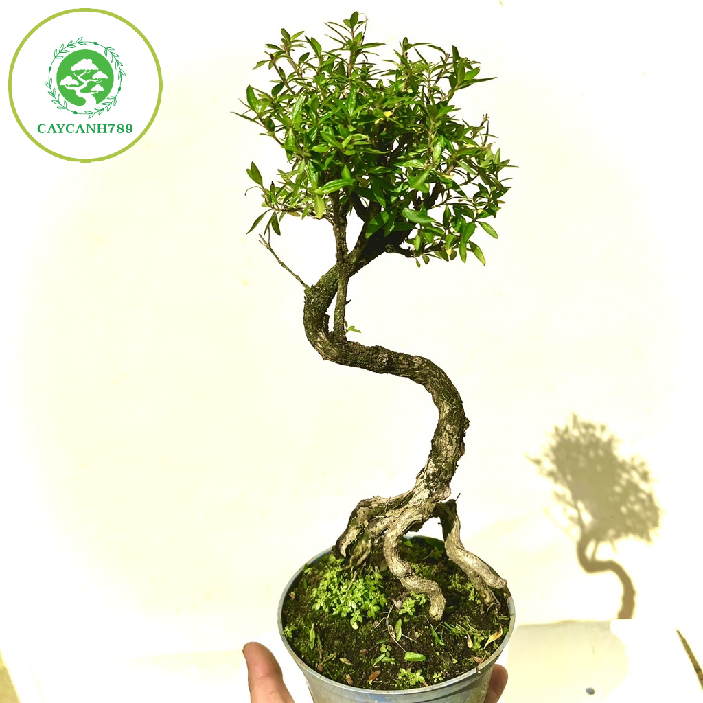 Cây tài lộc bonsai mini (ảnh thật).