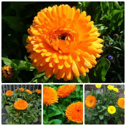 Hạt giống HOA CÚC SUSI màu Vàng cam - Gói 0,5 gram