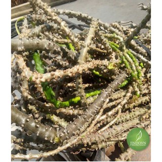Cây Thần Thông Khô 1KG - OLF120