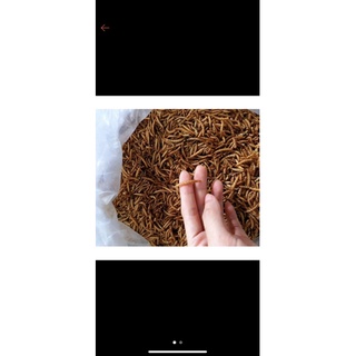 Sâu rang 10-100g superworm dành cho nhím kiểng , hamster,sóc…..