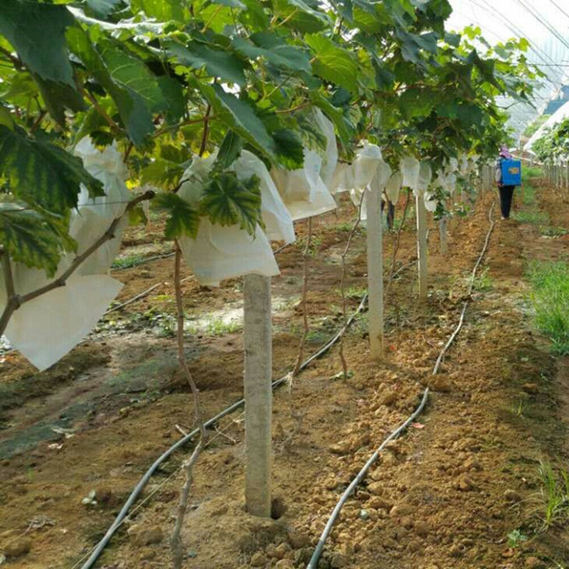 Bộ 100 Túi Lưới Bọc Trái Cây Chống Côn Trùng