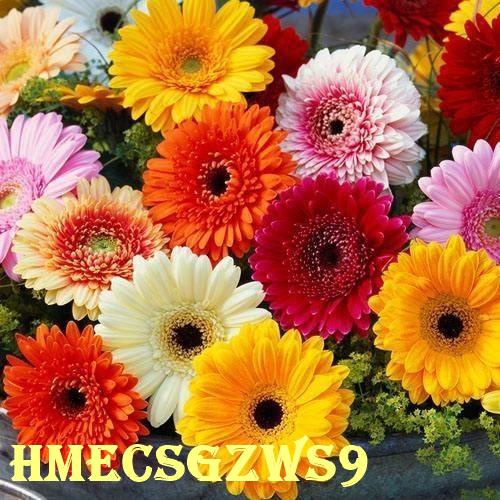 Hạt giống hoa đồng tiền  trồng trong chậu tỷ lệ nảy mầm 95% 100h
