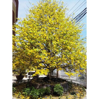 Cây giống mai tứ quý, mai vàng tứ quý