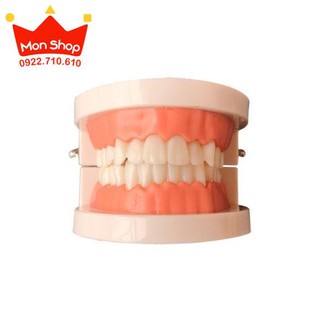 Thực hành cuộc sống - Mô hình hàm răng