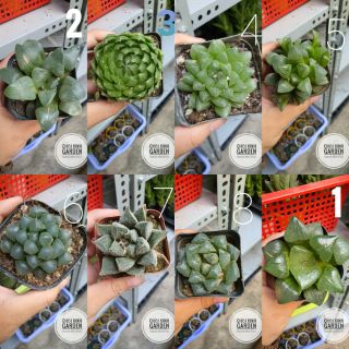 Sen đá kim cương haworthia các loại