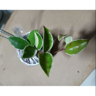 Lan cẩm cù ngọc thạch