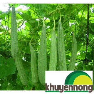 Gói 5 hạt giống mướp khía