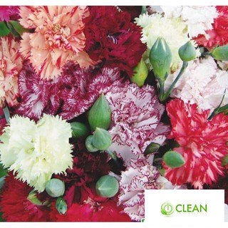 Hạt Giống Hoa Cẩm Chướng Kép Mix Nhiều Màu (20 Hạt)