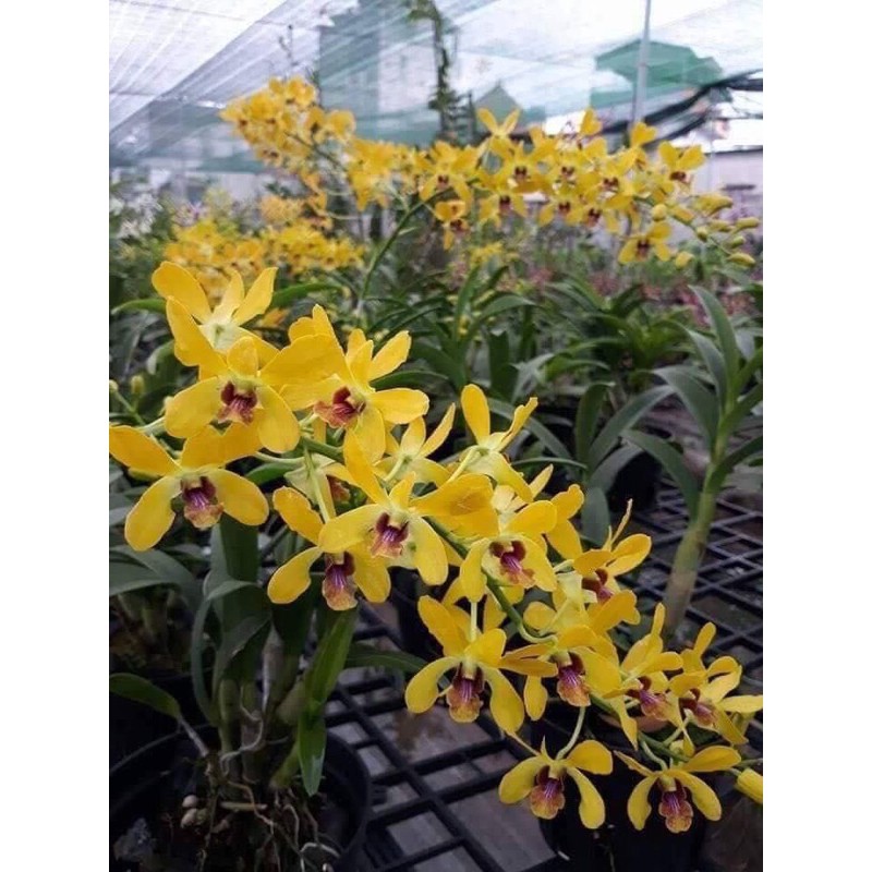 Hoa lan pensoda hoa thơm chậu f10