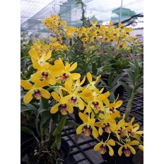 Hoa lan pensoda hoa thơm chậu f10