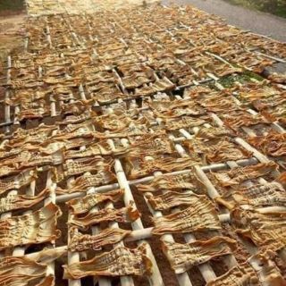 hạt giống măng nứa 50g
