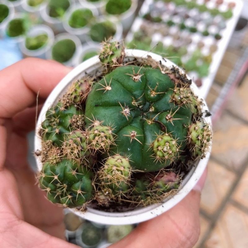 xương rồng damsi