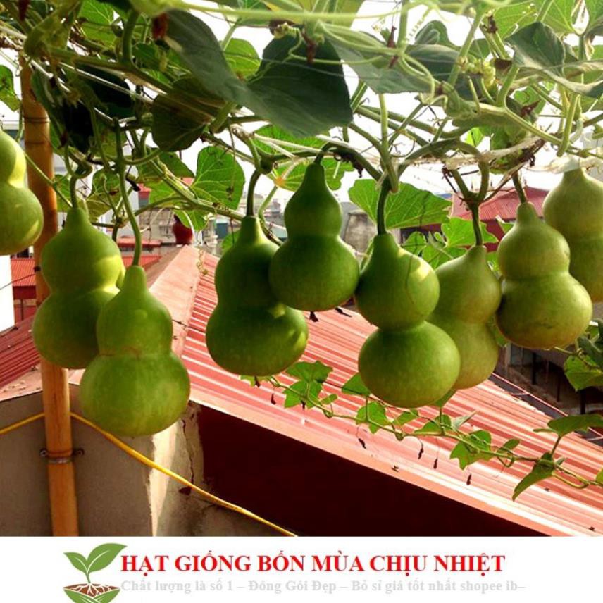 Hạt Giống Bầu Hồ Lô - Mini Siêu Kute (Lagenaria siceraria) 5 hạt ĐẾN MÙA TRỒNG TẾT