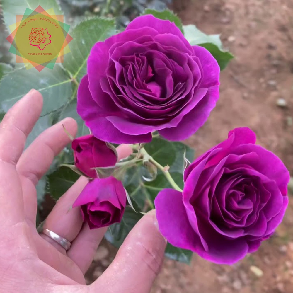 Cây hoa hồng ngoại Minerva tím đậm đà  - Hoa hồng Thăng Long Flower