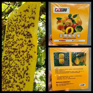 Hộp 10 miếng dính ruồi vàng cỡ lớn 40 x 20cm