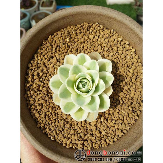 Đất Akadama Nhật Bản chuyên trồng bonsai, xương rồng,sen đá 🌵 gói 1 lít