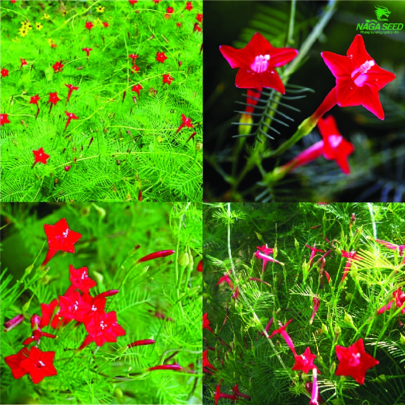 Hoa Tóc Tiên Đỏ Dễ Trồng, Ra Hoa Quanh Năm, Dây Leo Tóc Tiên, Dương Leo, Tóc Vệ Nữ, Flower Seeds