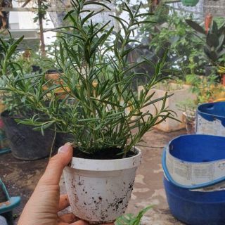 Cây giống hương thảo