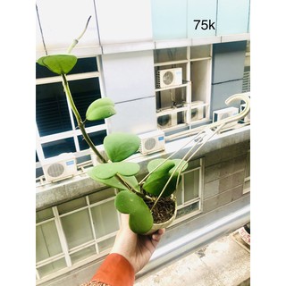 Chậu lan cẩm cù lá tim