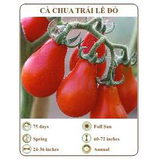Hạt giống cà chua trái lê đỏ - THE XANH