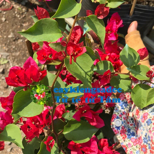 caykiengsadec Cây hoa giấy đỏ + tặng  phân bón - hoa kiểng lá - trang trí nội thất cảnh quan sân vườn ngoài trời