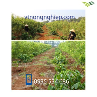 Hạt giống cây Muồng che nắng gió cho cây trồng.