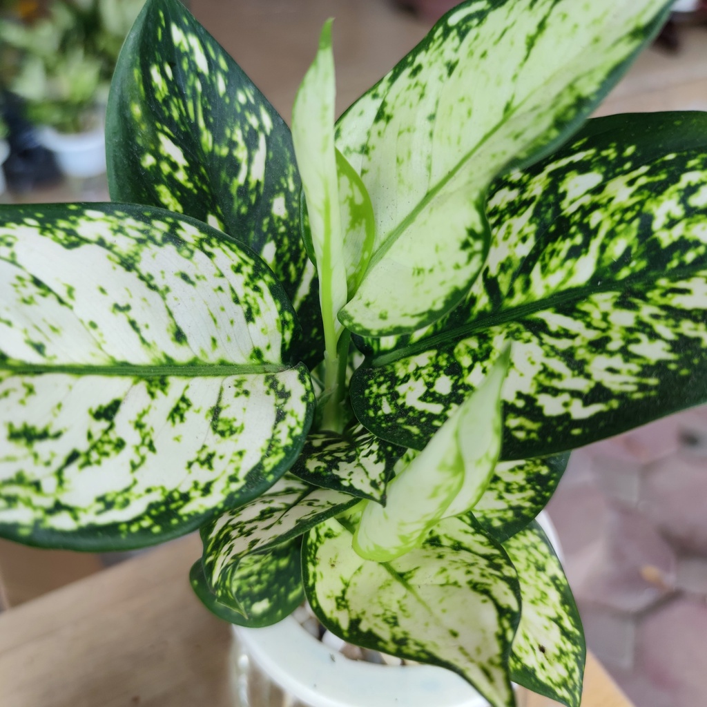 Cây ngọc ngân thủy sinh kèm chậu thủy tinh cao cấp cao 25-30cm cây nội thất phong thủy