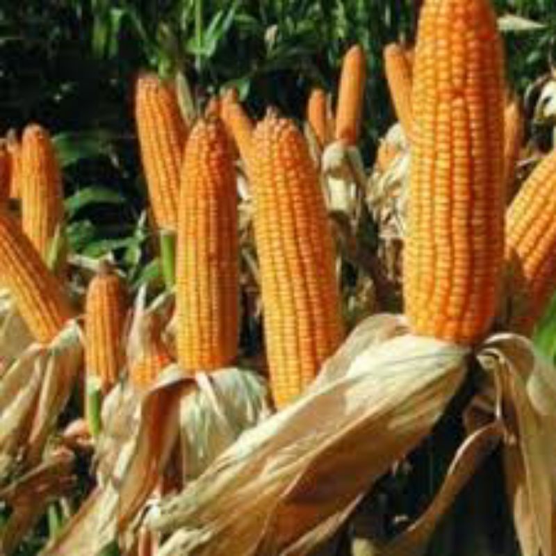 1kg bắp nguyên hạt cho chim, gà, cá, hoặc làm trang trí