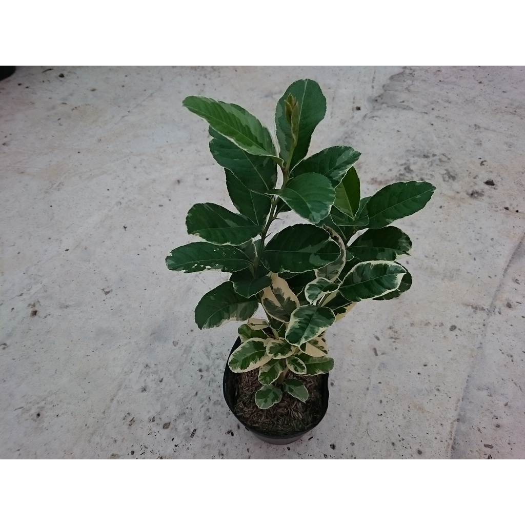 Cây Chanh Cẩm Thạch (Không hạt) - cây ăn trái + tặng phân bón cho cây