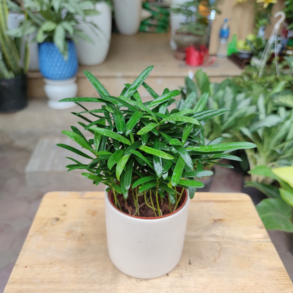 Tùng la hán mini de bàn cực xinh