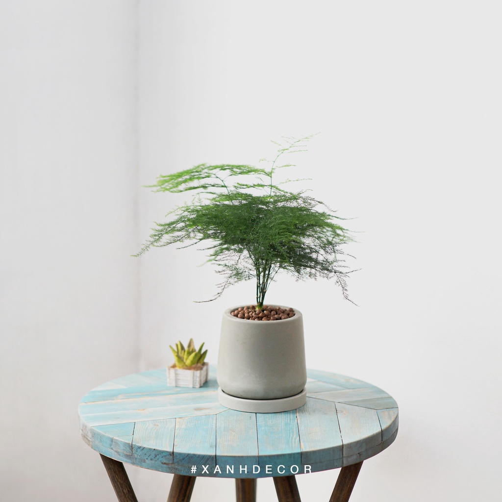 Cây Thuỷ Tùng - Asparagus Setaceus size để bàn (xanh_decor)