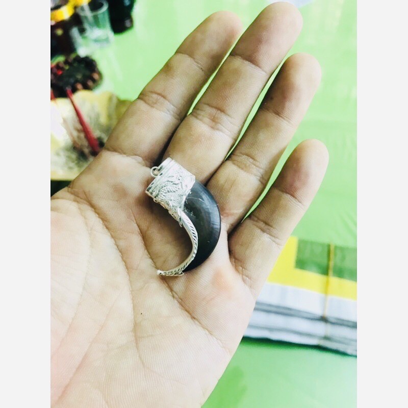 Vuốt gấu bọc bạc