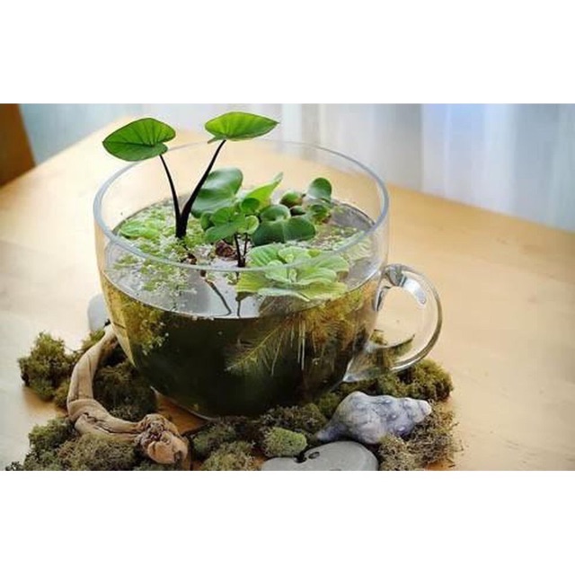 Bèo cái thủy sinh, bèo tai tượng