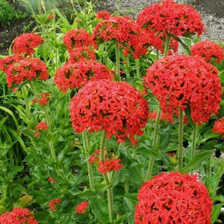 Hạt giống hoa Thu La đỏ (Lychnis Chalcedonica) gói 50 hạt