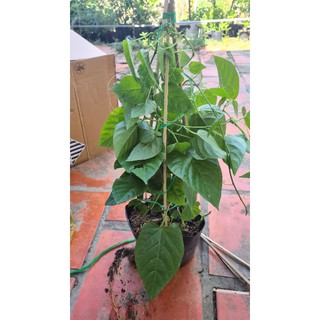 Liêm Hồ Đằng ( Râu tiên ) tặng kèm phân bón