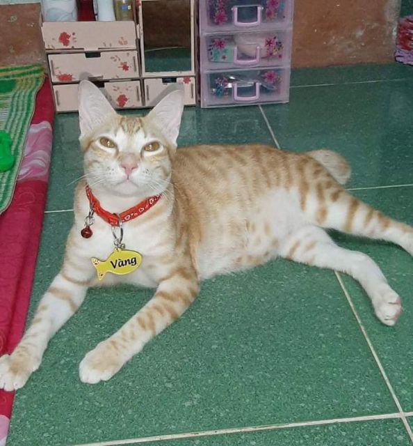 Bảng thẻ tên, name tag,  pet tag dành cho chó mèo