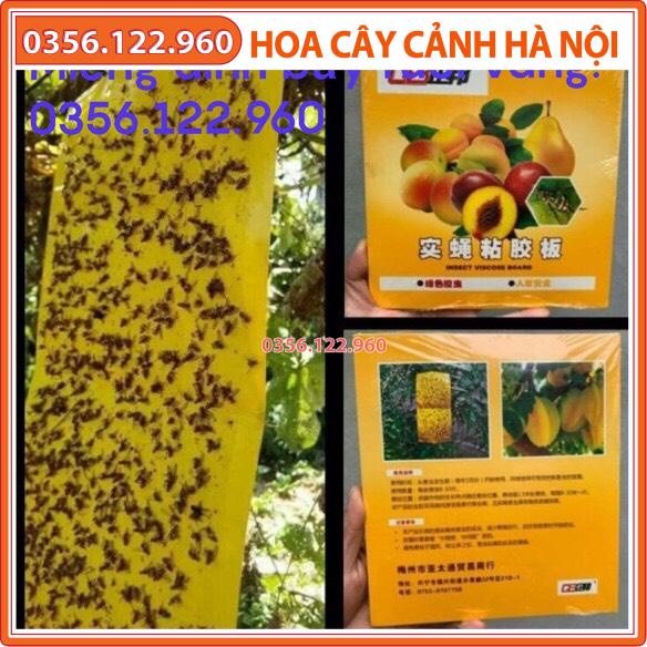 10 miếng dính bẫy ruồi vàng và côn trùng hại hoa lan cây trồng siêu dính - cỡ lớn 20x40 cm