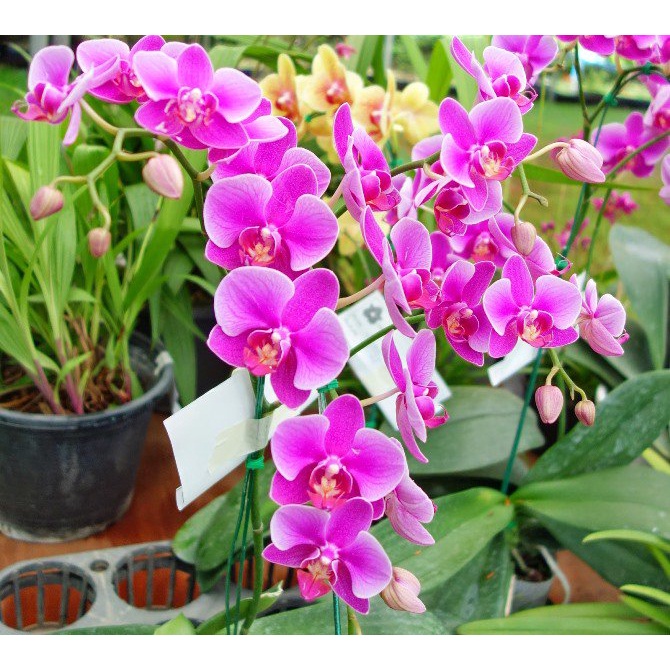 Phân bón kích ra hoa bông to hết cỡ siêu bự bông đẹp màu bông sáng bông lâu tái lâu tàn