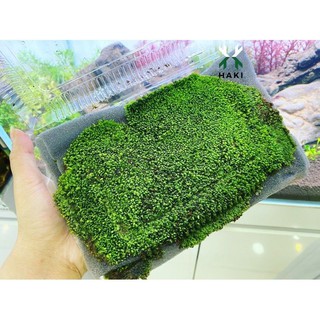 RÊU MINIFISH LÁ NƯỚC DÙNG TRẢI NỀN HỒ CÁ THỦY SINH [ 1 hộp lớn gồm 4 lớp kích thước 12cm-15cm giá cực mềm ]