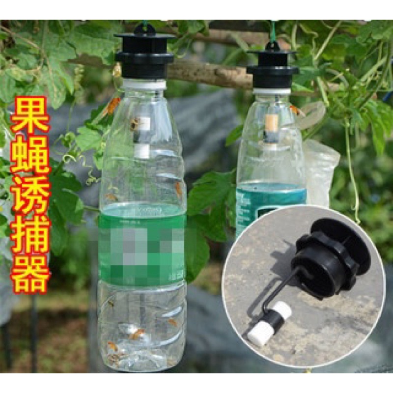Bẫy ruồi vàng nắp chai nước suối