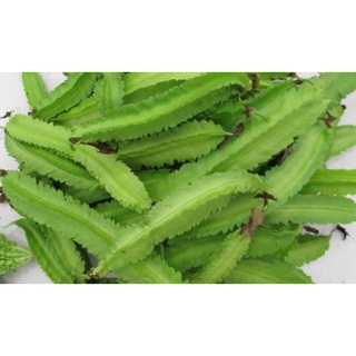 Hạt giống Đậu Rồng, hạt giống đậu khế