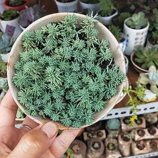 Sen đá sedum xanh kèm chậu nhựa nhé do bên shop tạm thời hết chén